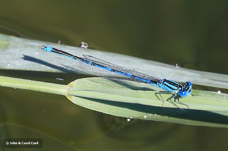 IMG_1804 Erythromma lindenii male.JPG